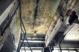 Best Mold Prevention Services  in Lavalette, WV